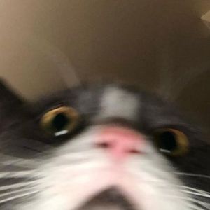 Meet your Posher, Luna